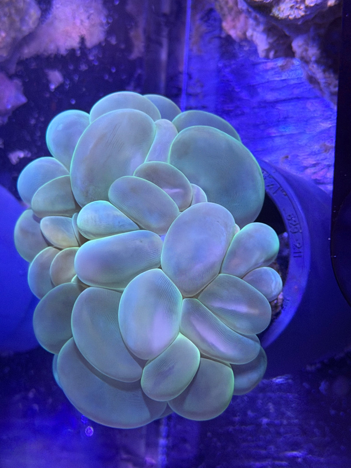 XL Bubble Coral