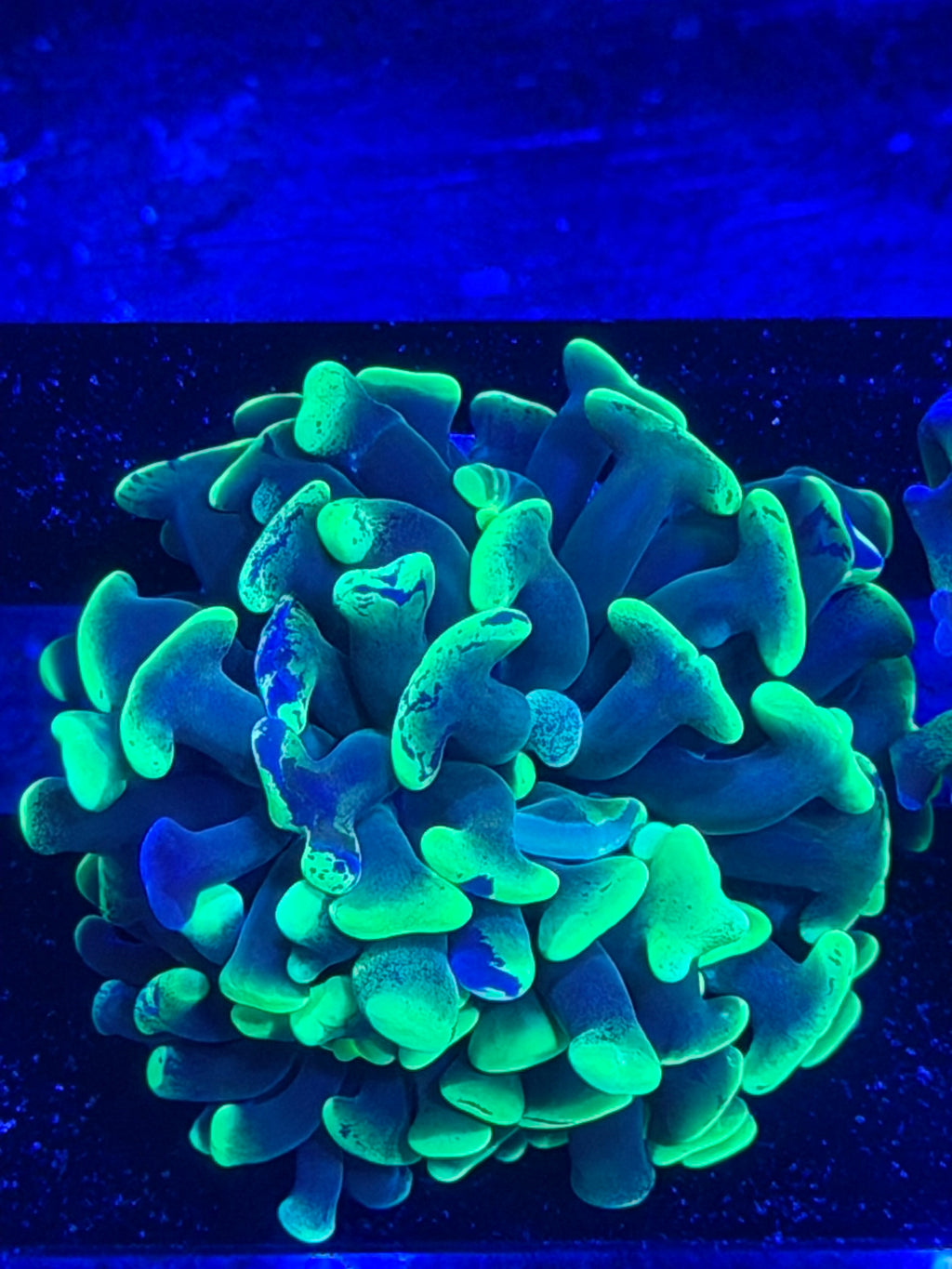 Neon Splatter Hammer