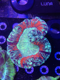 Ultra Trachyphyllia