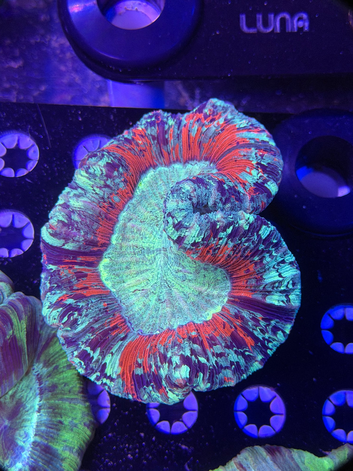 Ultra Trachyphyllia
