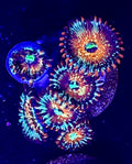 White zombie Zoa 6 polyp