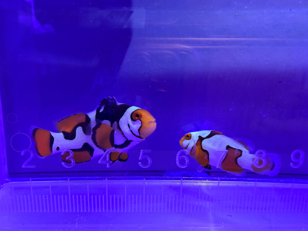 Clown Fish