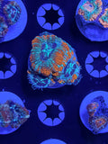 Asian Acan frag