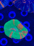 Bleeding Apple Scolymia