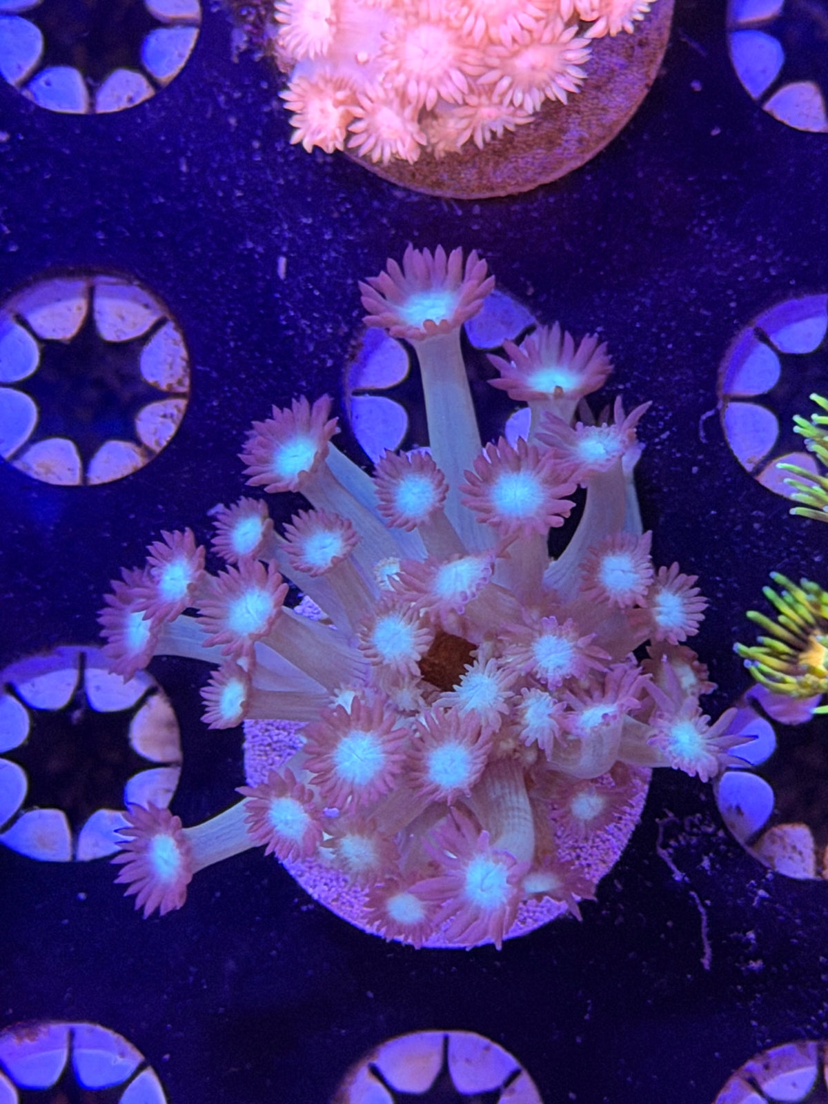 Blue Goni Frag