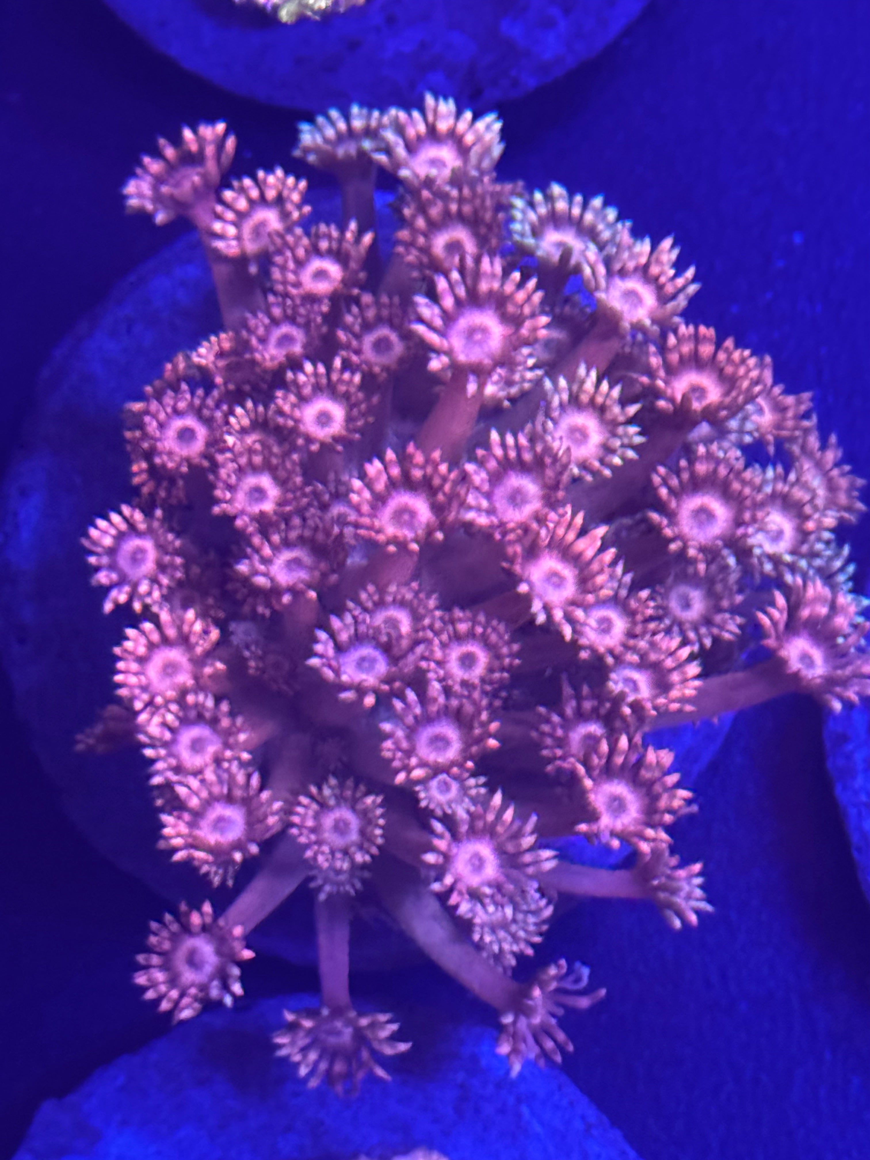 Rainbow Goniopora Colony