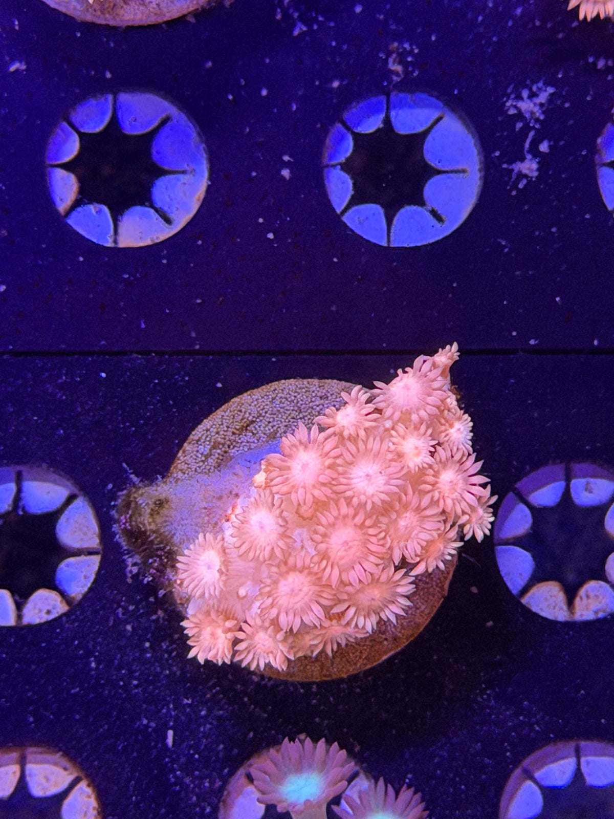 Pink Goni Frag