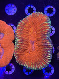Lobophyllia
