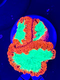 Neon and orange Blasto