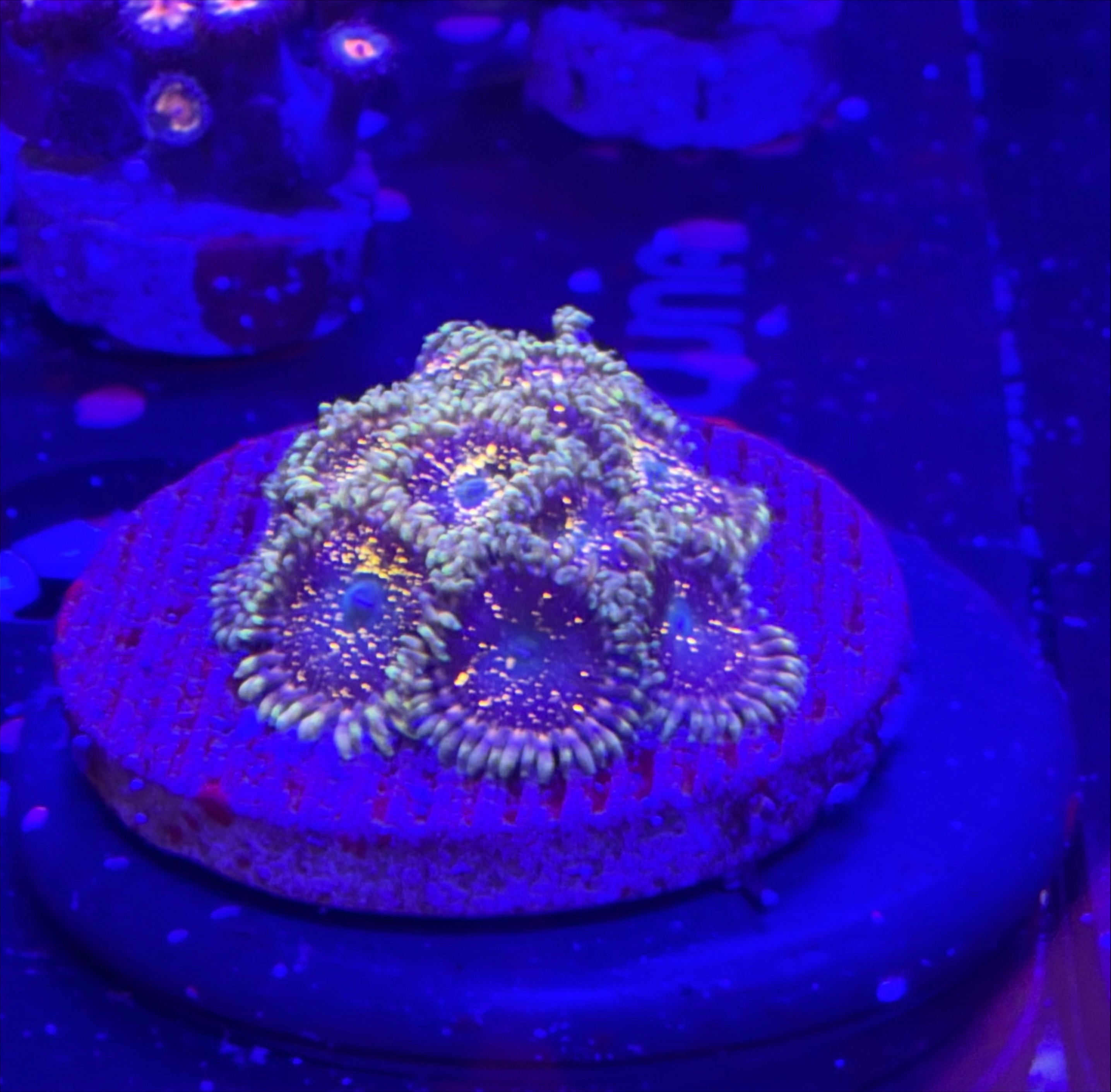 HCG Neutron Star Zoa single polyp