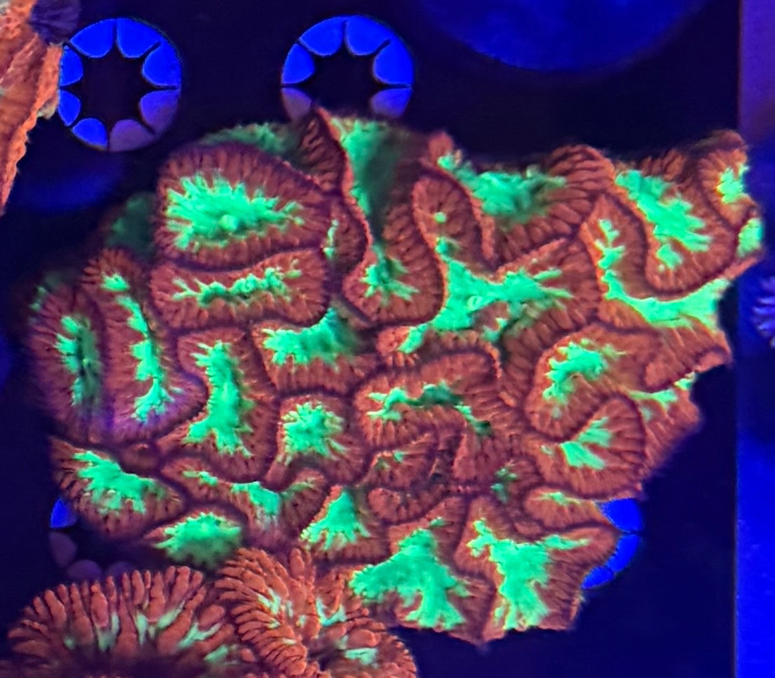 Big Wisloni colony!