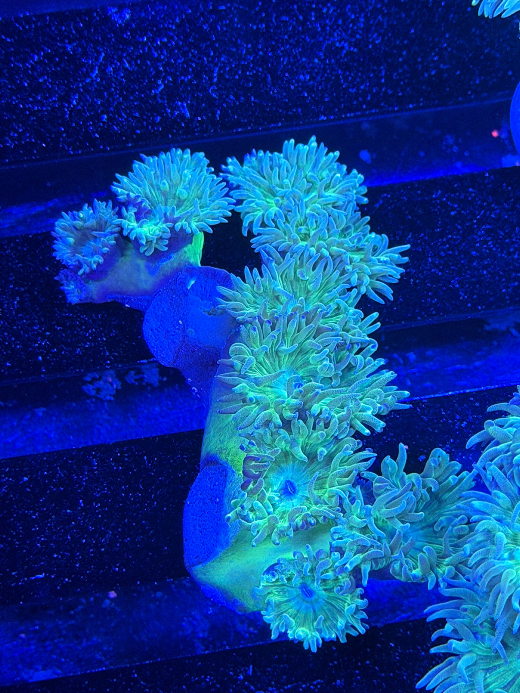Duncan Colony
