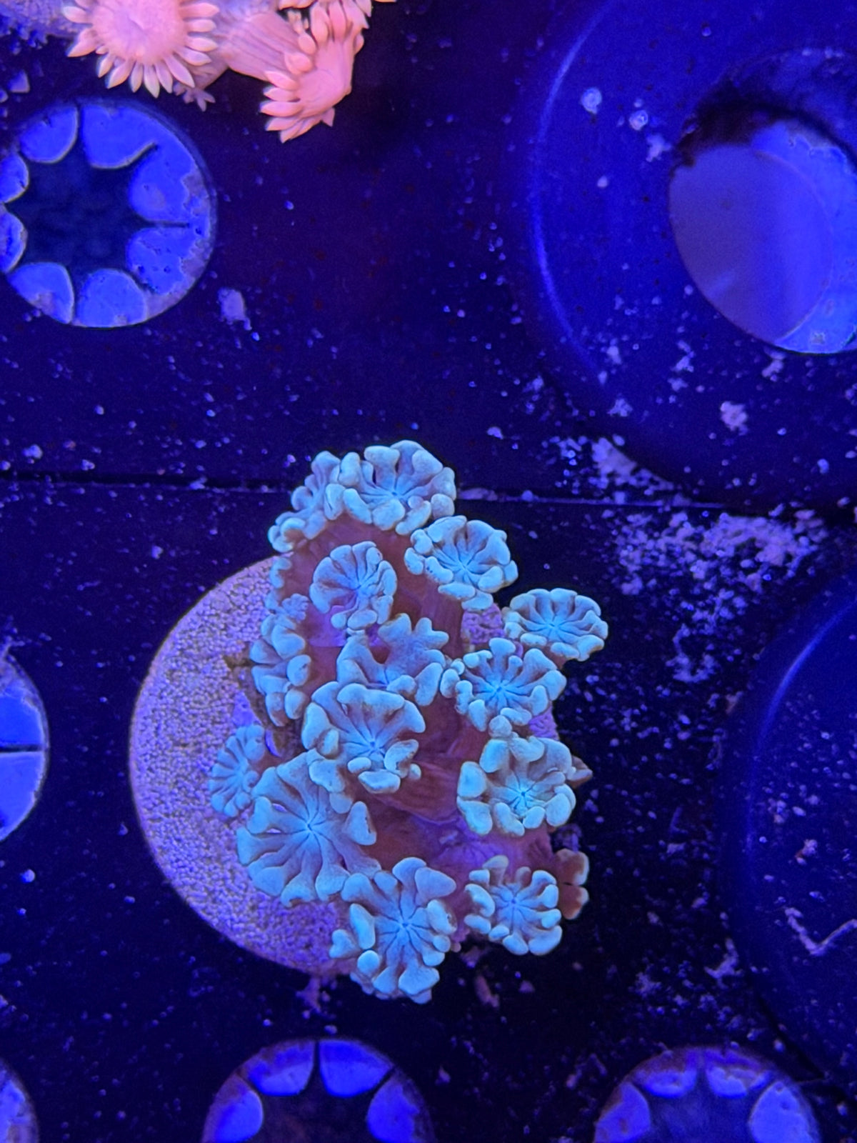 Blue Alvi Frag