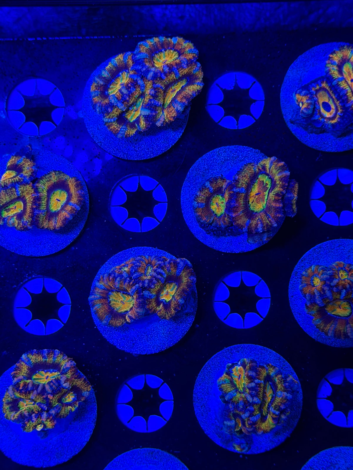 Rainbow Acan