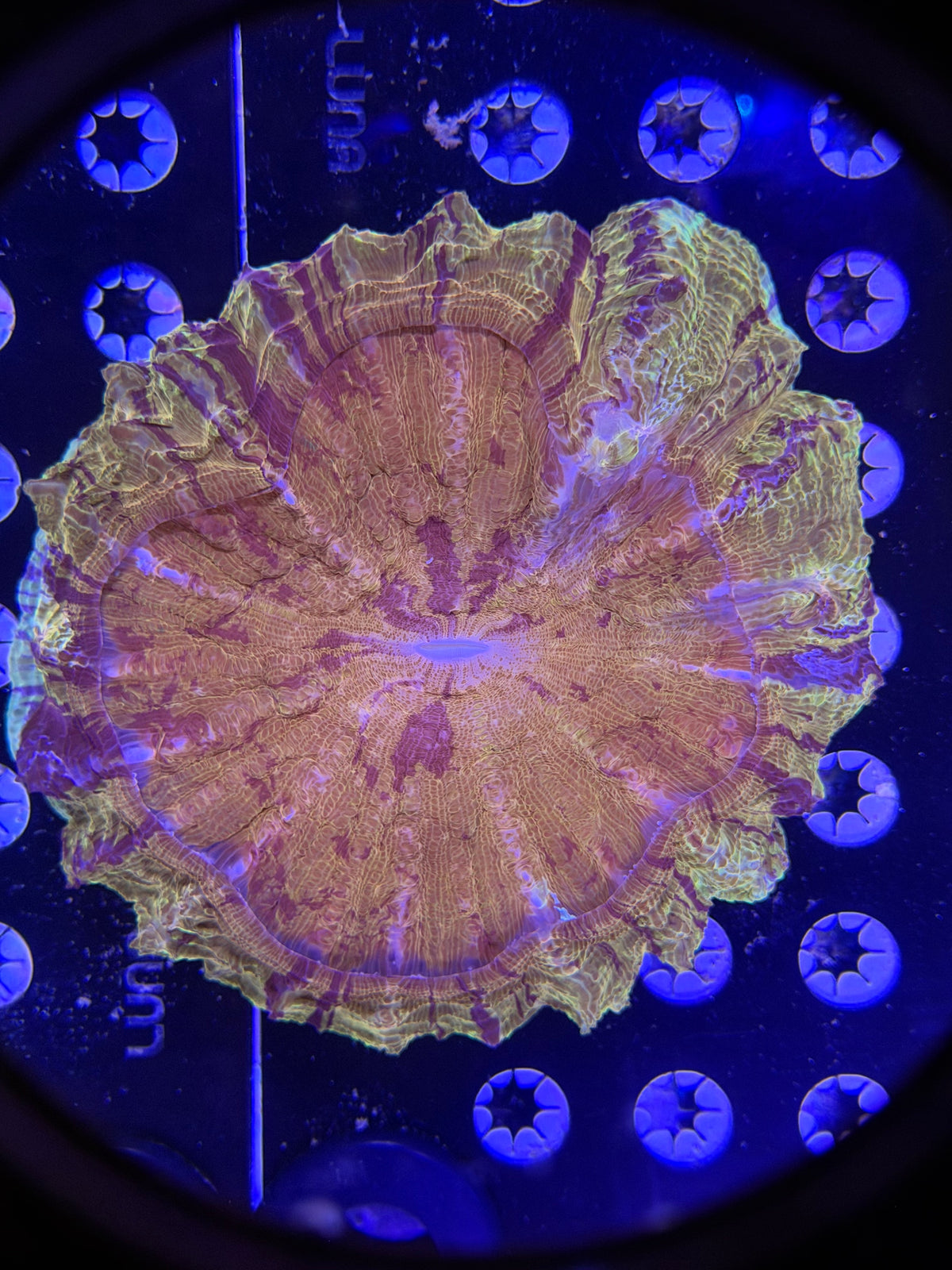 XXL Acanthophyllia
