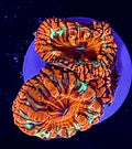 Crazy pattern Blasto frag 3 heads