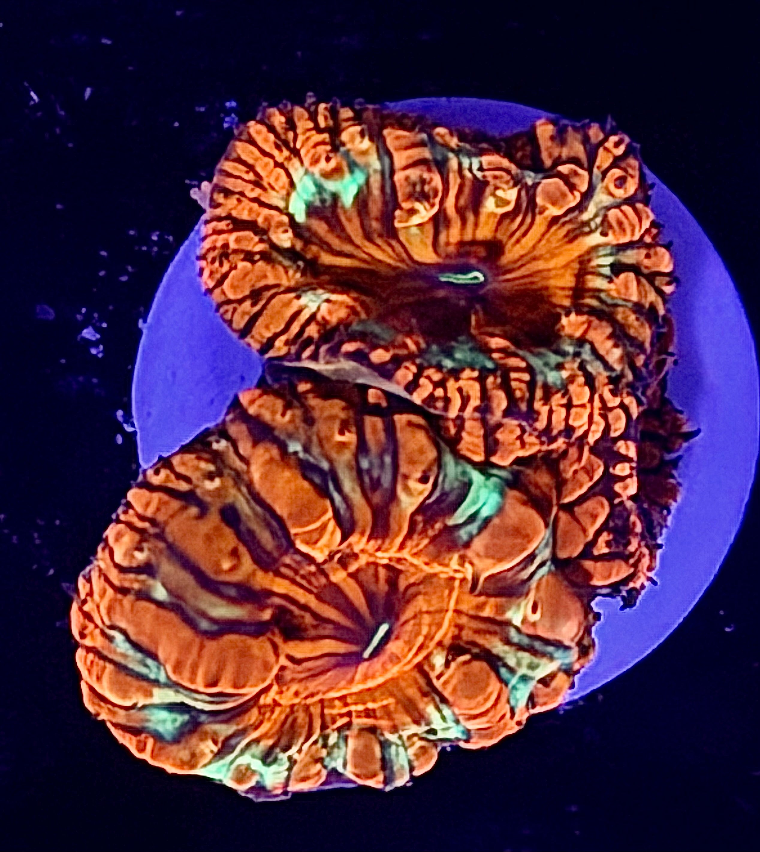 Crazy pattern Blasto frag 3 heads