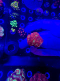 Blasto frag