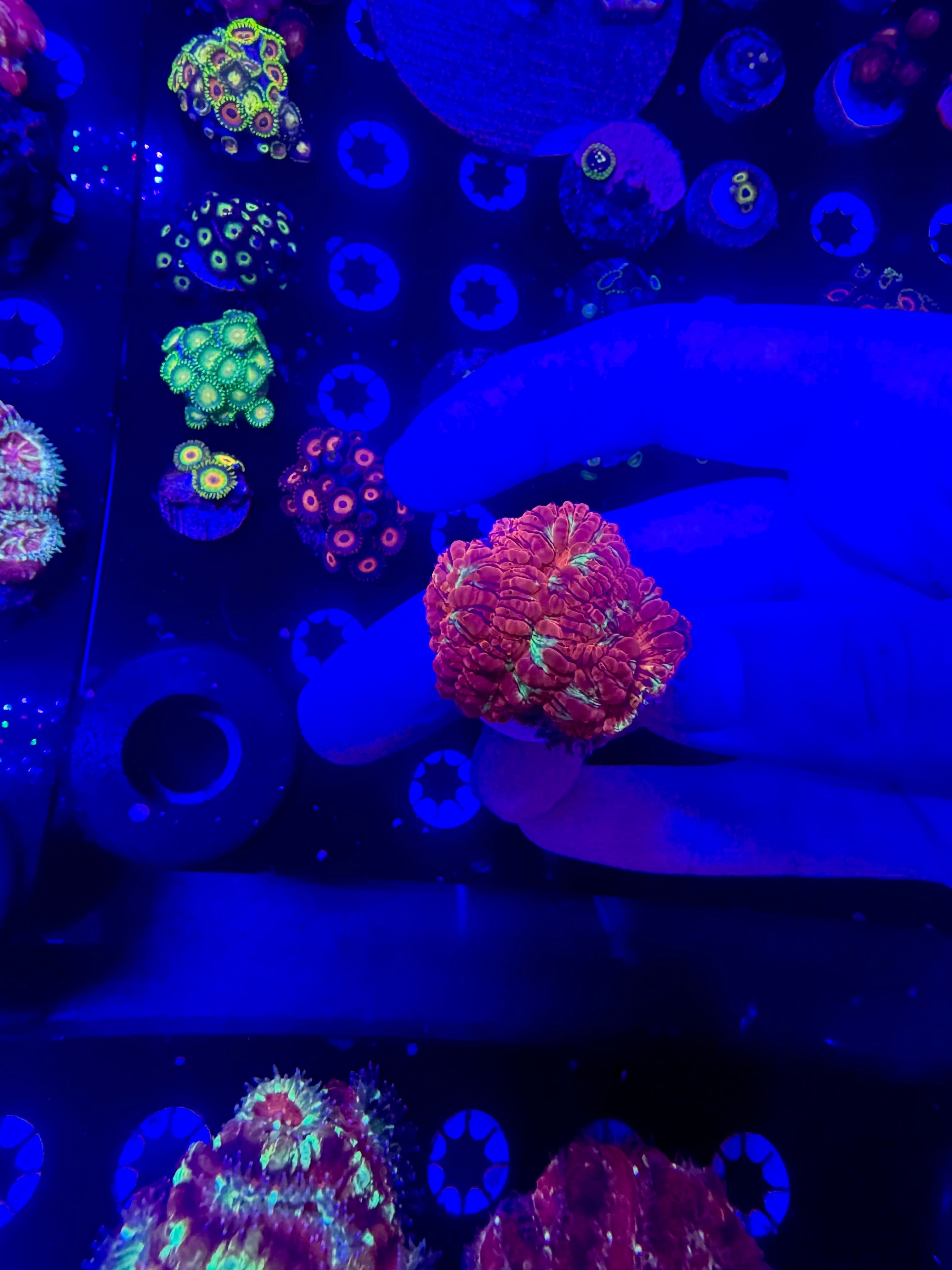 Blasto frag