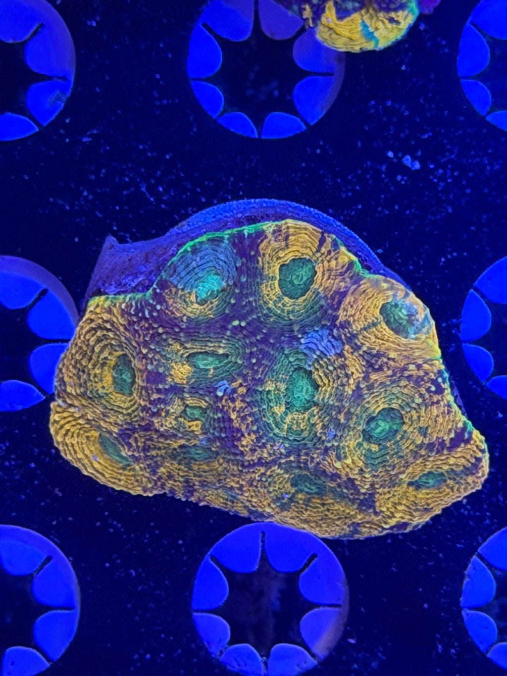 Echinata Mini Colony