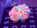 Rainbow Acanthophyllia