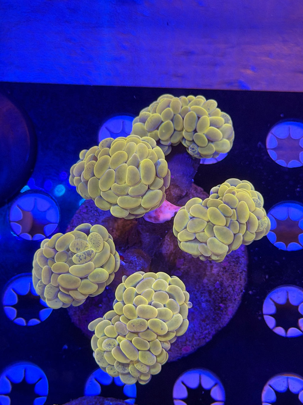 Gold Hammer Colony