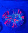 Glitter Acanthophyllia