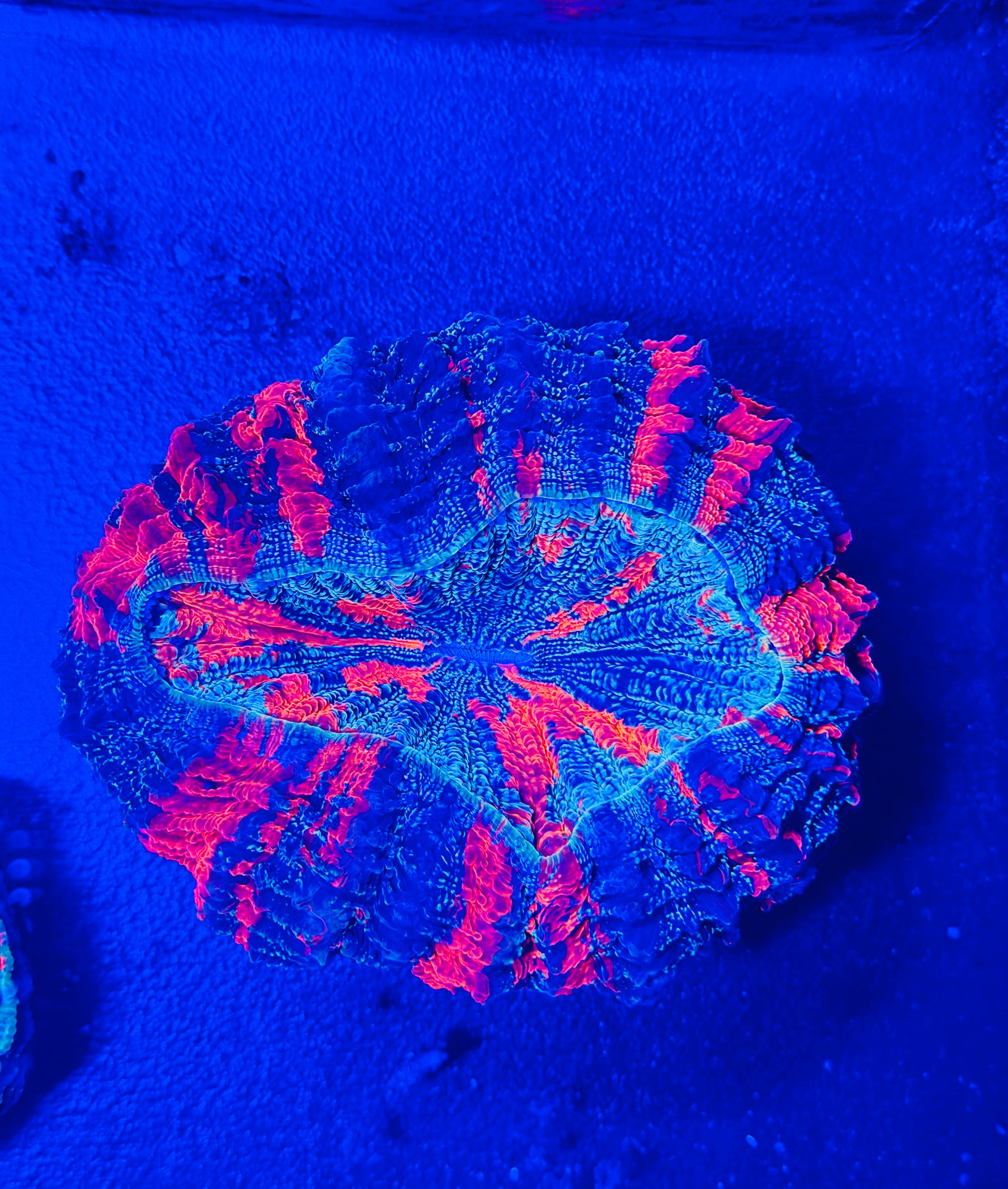 Glitter Acanthophyllia