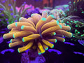 Single banana Torch/Crazy colors