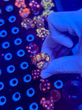 Seduction Zoanthid 6 polyps wysiwyg