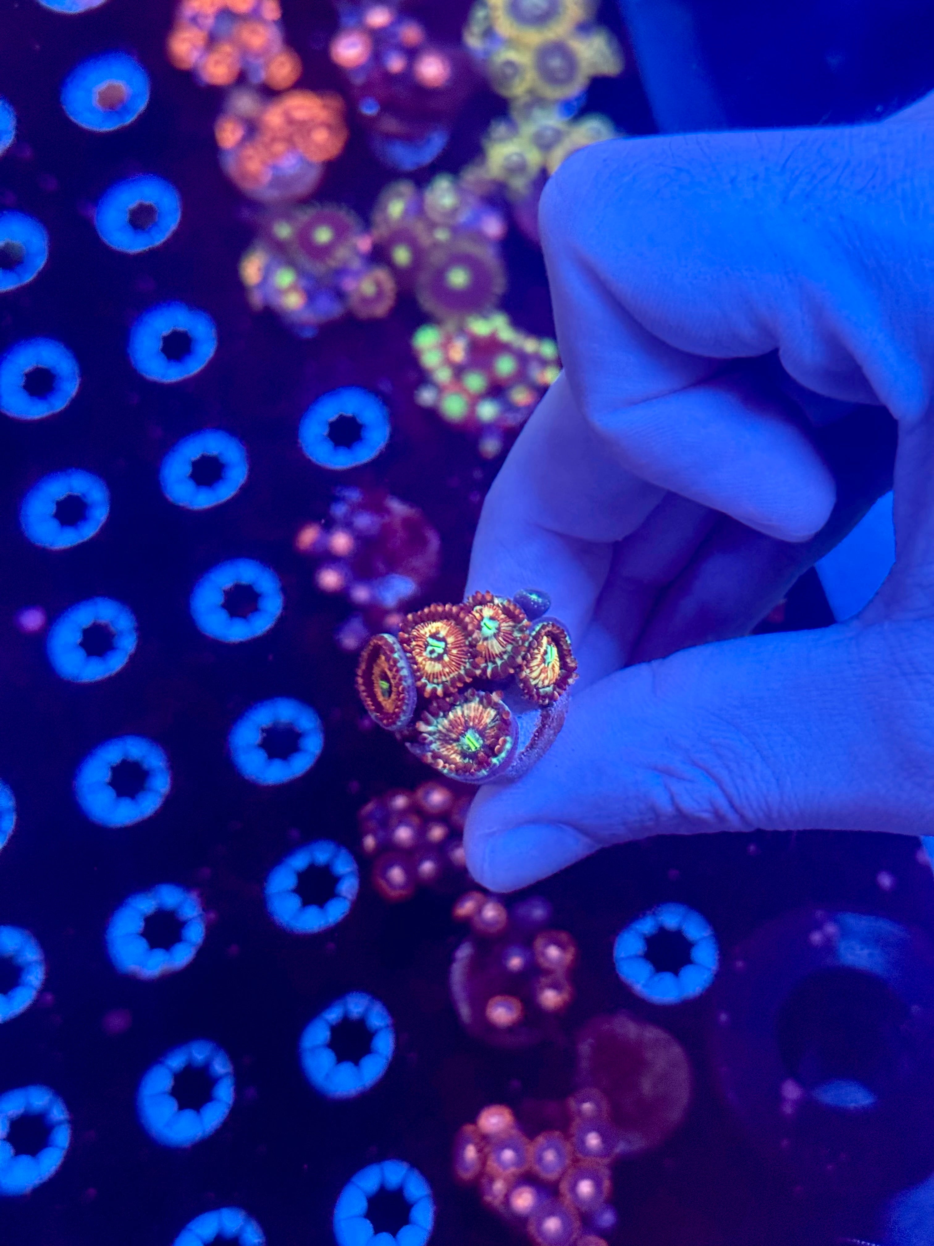 Seduction Zoanthid 6 polyps wysiwyg