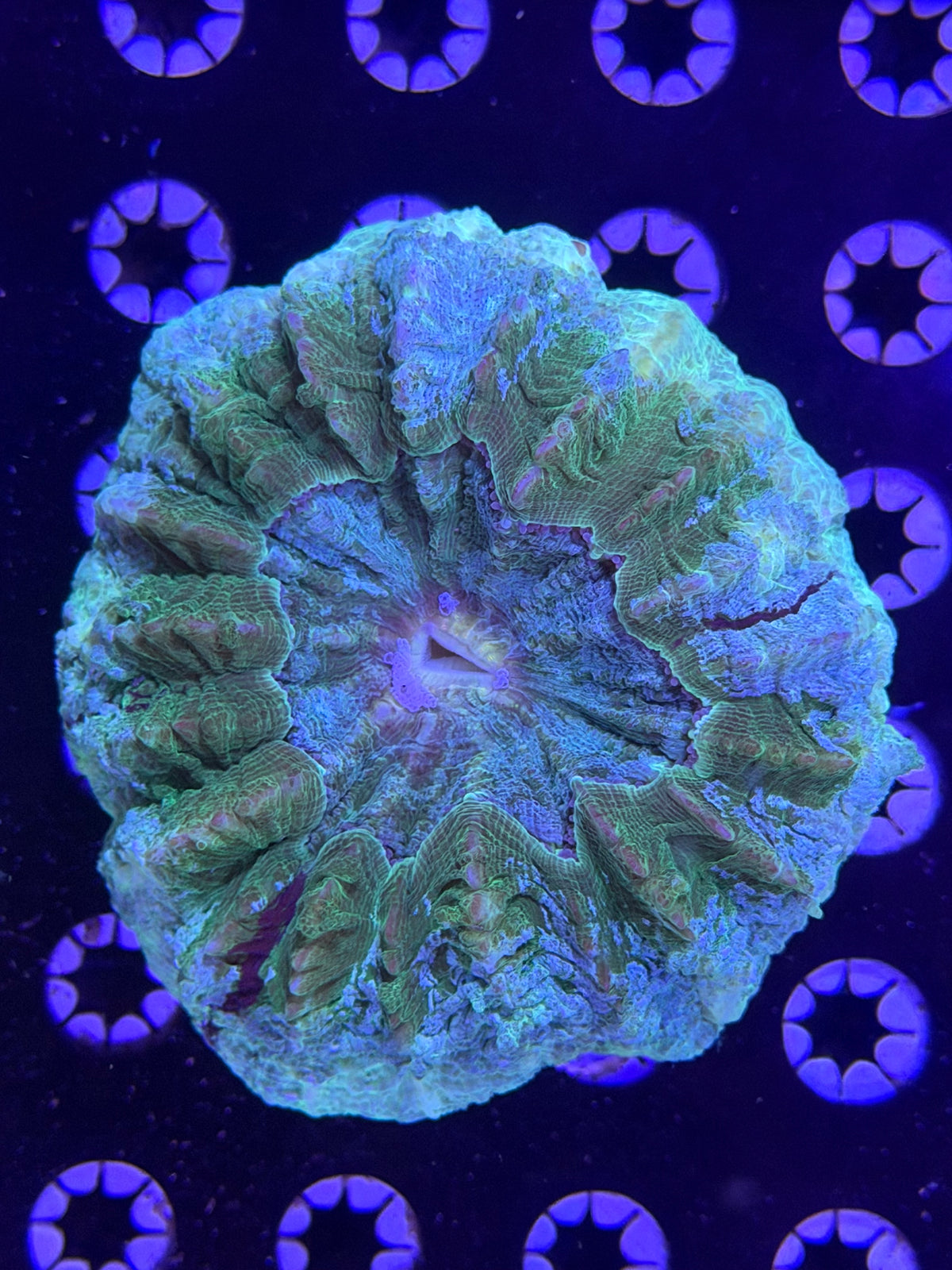 Acanthophyllia