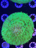 Green Plate Coral