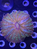 Rainbow Cynarina