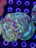 Trachyphyllia