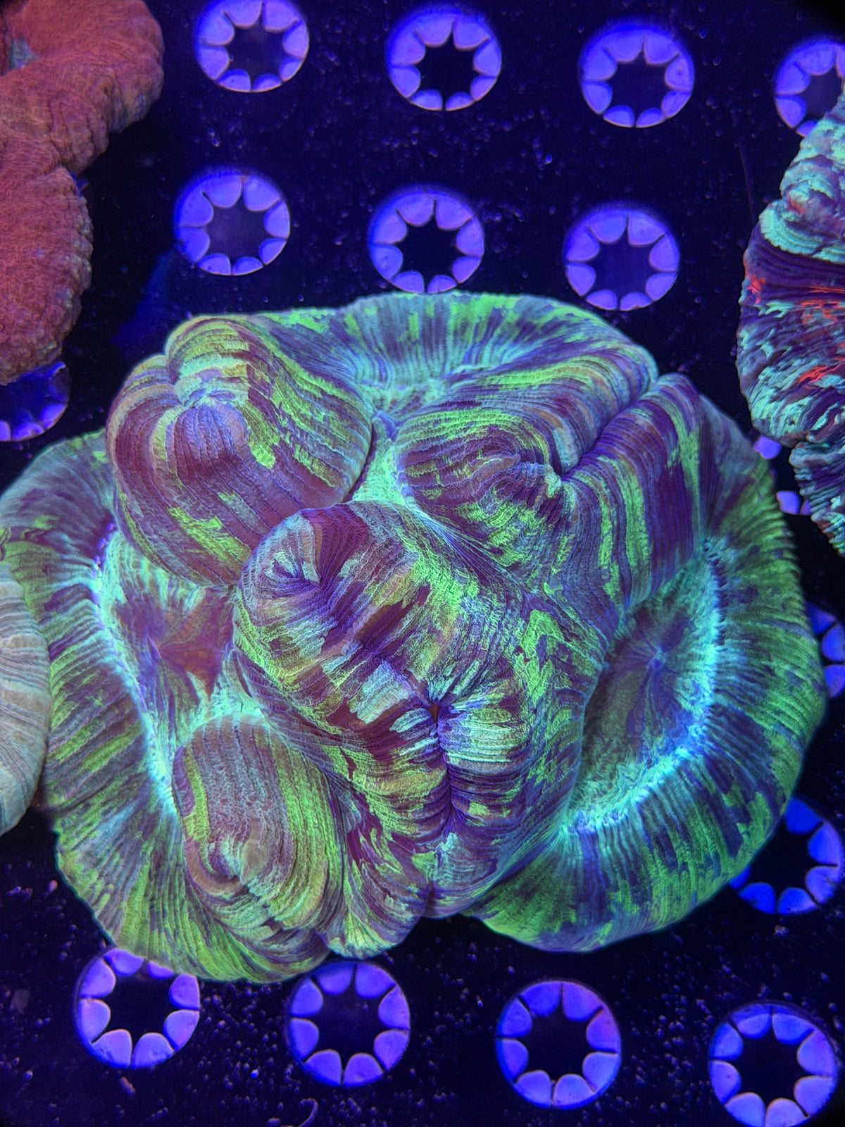 Trachyphyllia