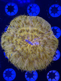 Orange Plate Coral