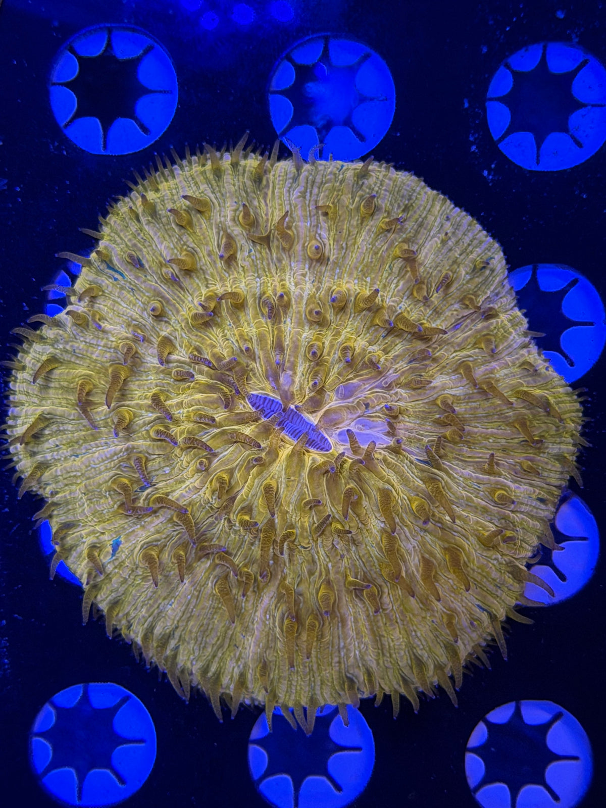 Orange Plate Coral