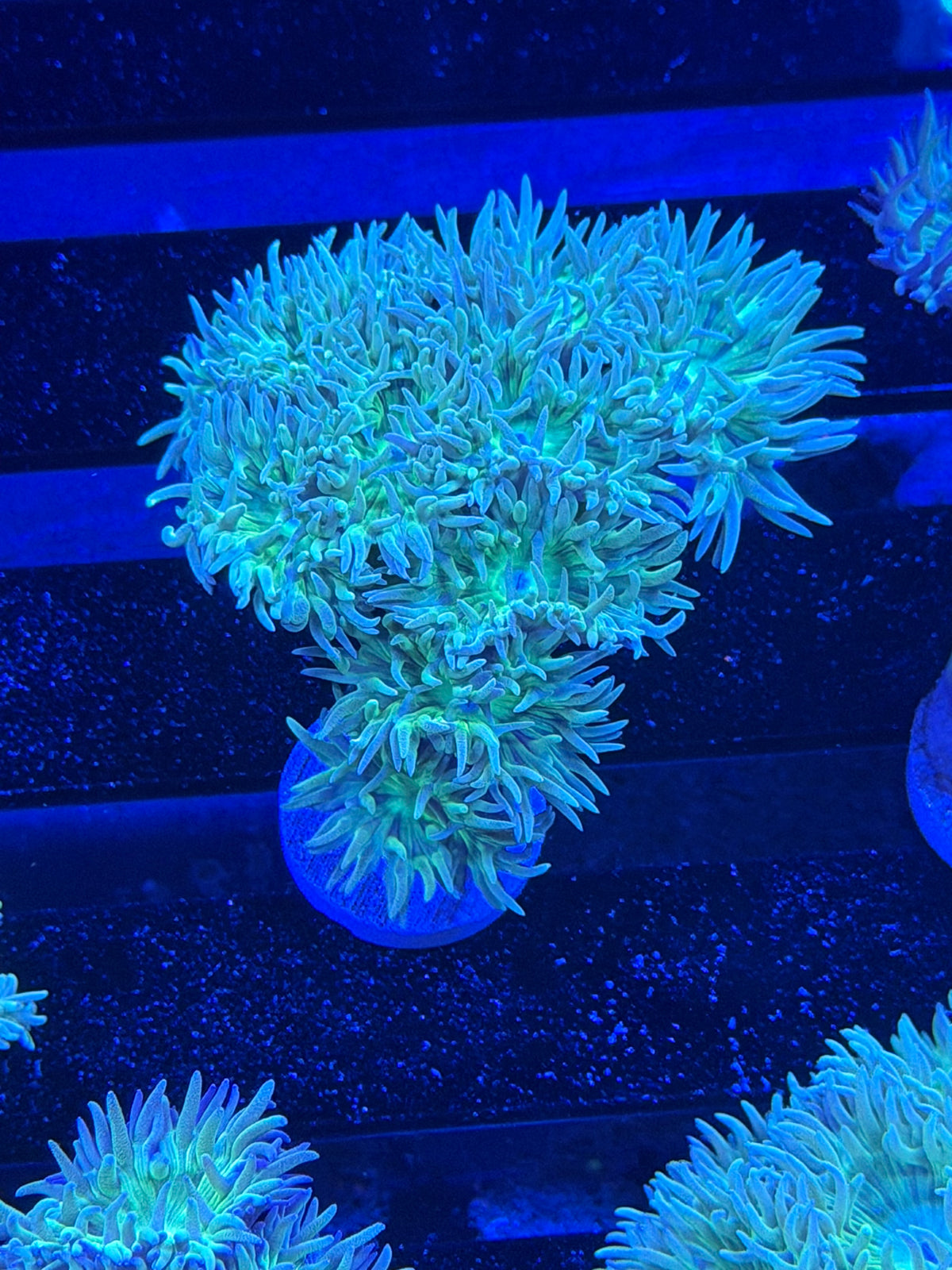 Duncan Colony