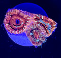 Amazing Asian Acan