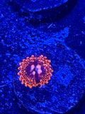 Utter Chaos Zoa
