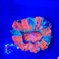 Rainbow Acanthophyllia