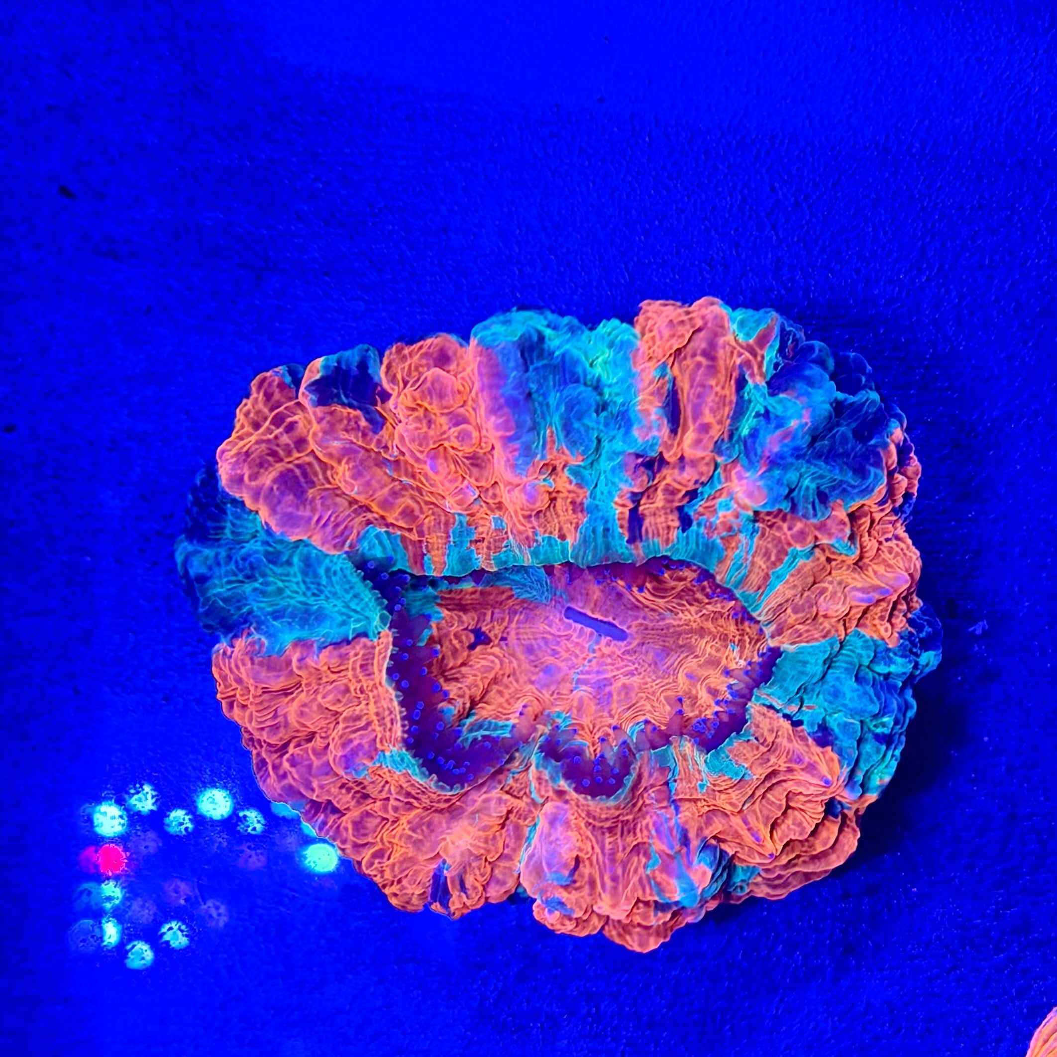 Rainbow Acanthophyllia