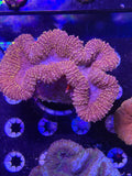 Lobophyllia