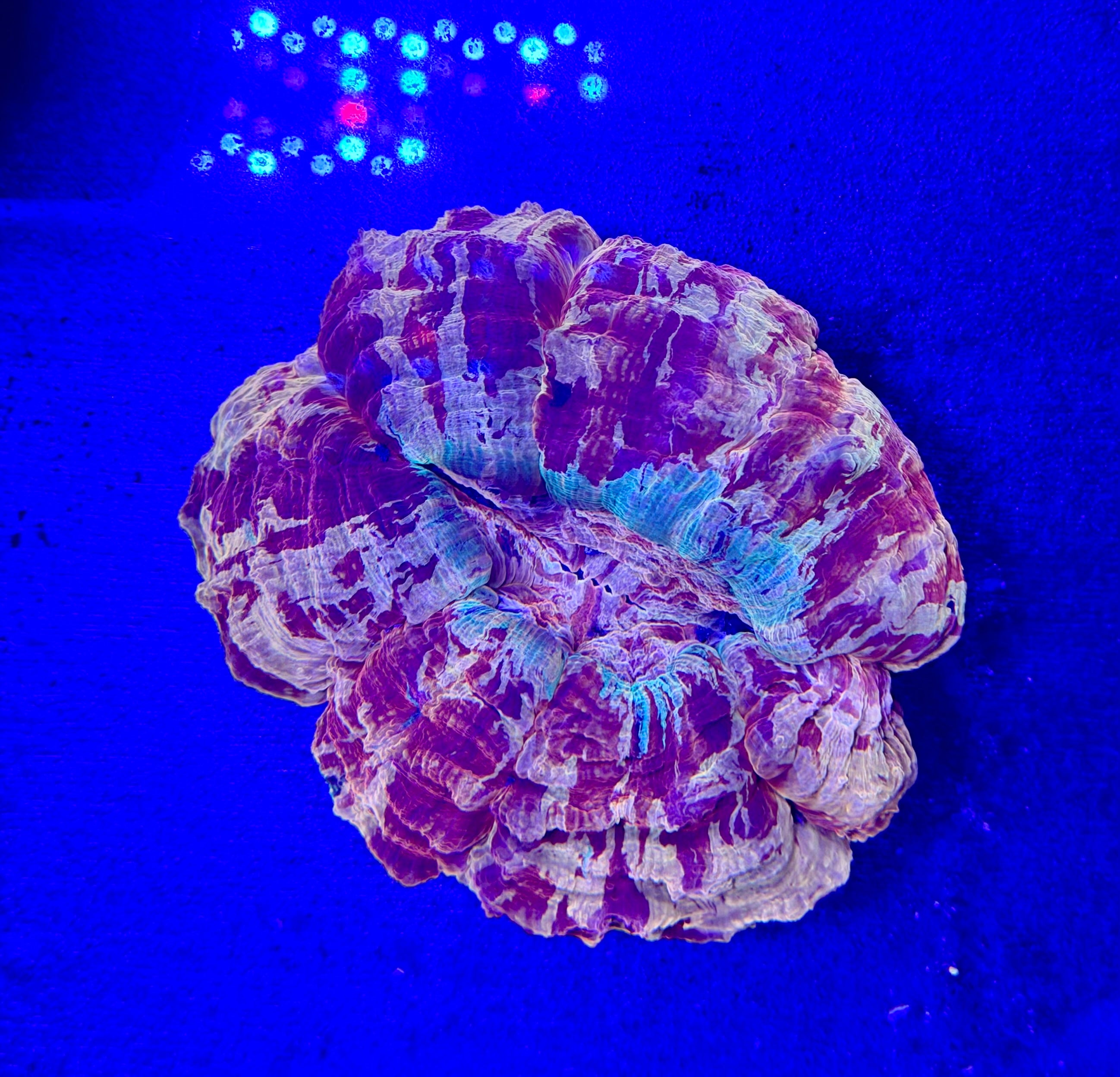 Crazy Colored Acanthophyllia