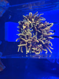 Massive CSB