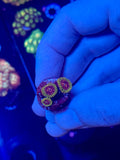 GMK Zoanthid 3 polyps