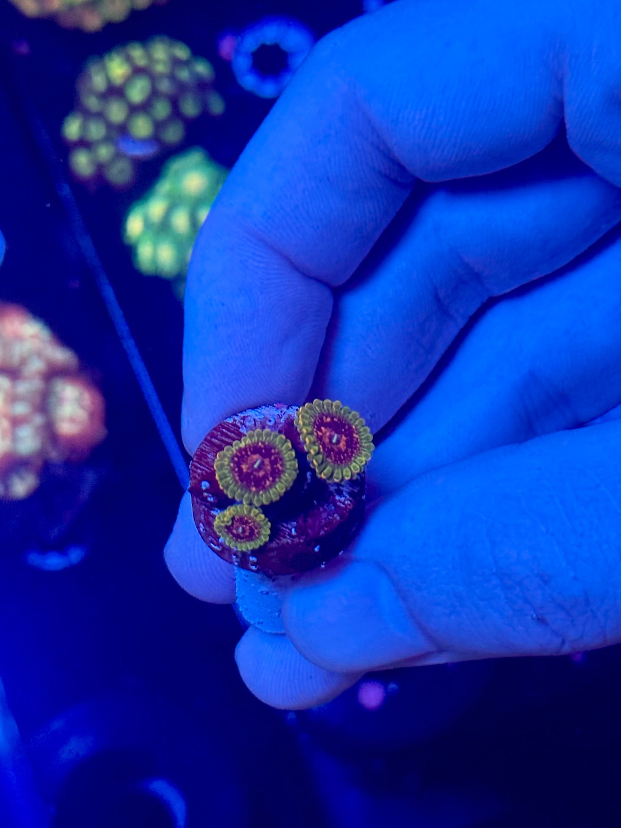GMK Zoanthid 3 polyps