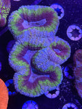 Lobophyllia