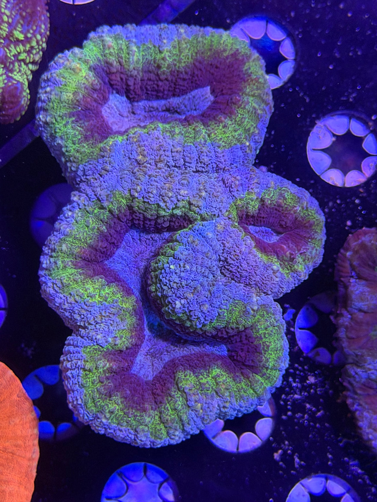Lobophyllia